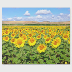 Sunflower field wrapping paper