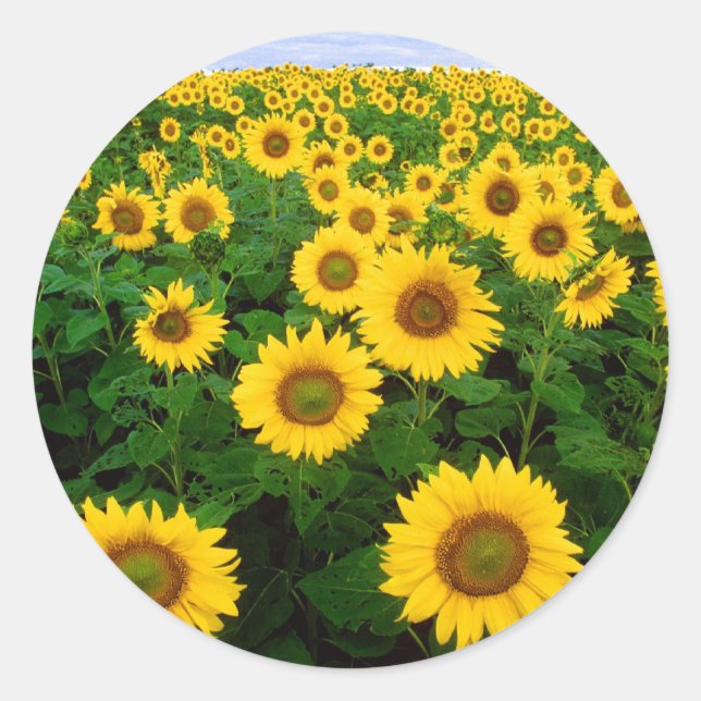 Sunflower Field Yellow Flowers Classic Round Sticker (Front)