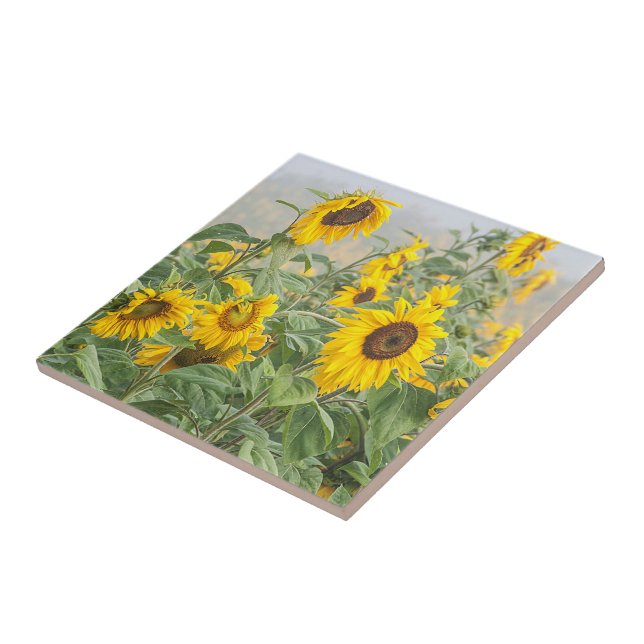 Sunflower Field Yellow Green Beautiful Floral Tile (Side)