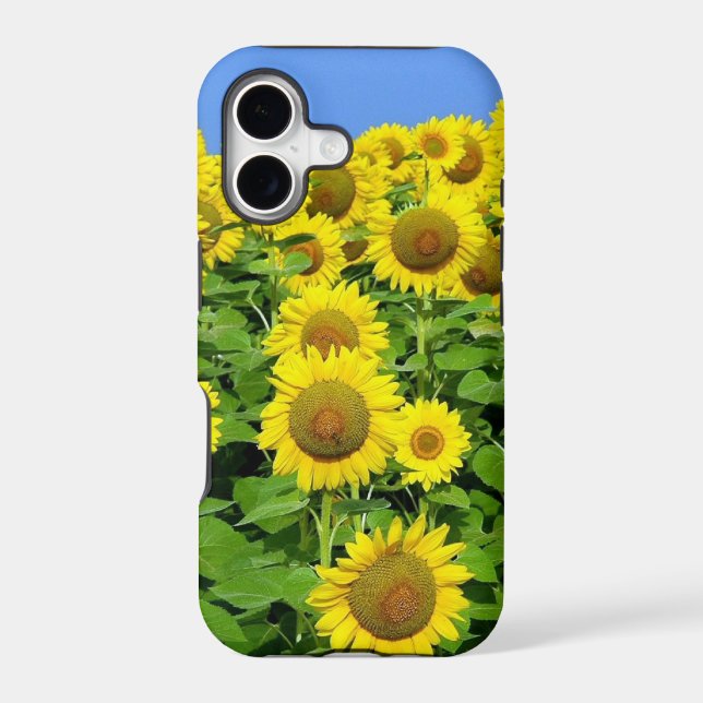 Sunflower Fields (Back)