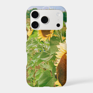 Sunflower Fields