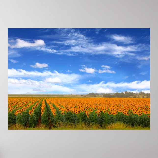 Sunflower Fields - Poster (Front)