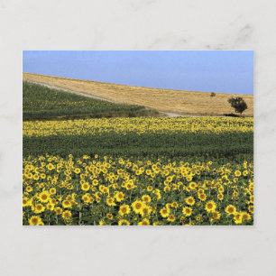 Sunflower fields, Tuscany, Italy Postcard