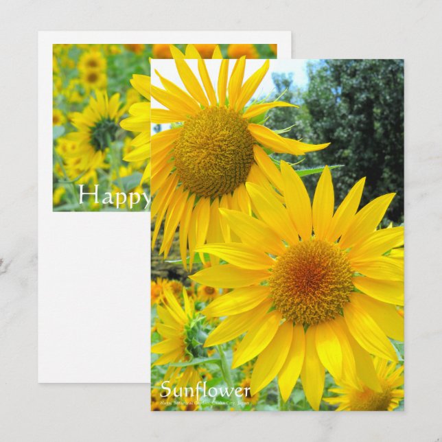 Sunflower：Flat Greeting Card (Front/Back)