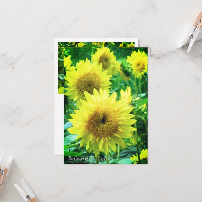 Sunflower：Flat Greeting Card (Front/Back In Situ)