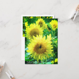 Sunflower：Flat Greeting Card