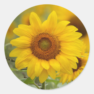 Sunflower Floral Classic Round Sticker