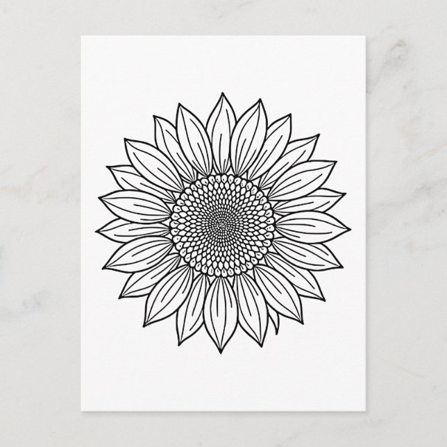 Sunflower Floral Illustration Line Art  Postcard (Front)
