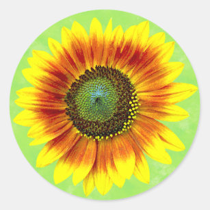 Sunflower Floral Yellow and Green Flower Garden Classic Round Sticker