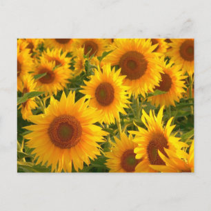 Sunflower Floral Yellow Flowers - Thank You, Love Postcard
