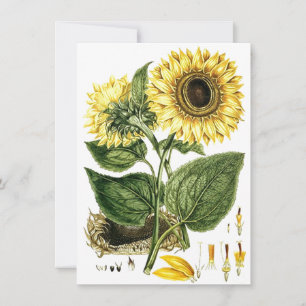 SUNFLOWER FLOWER Botanical Blank Party Invitations