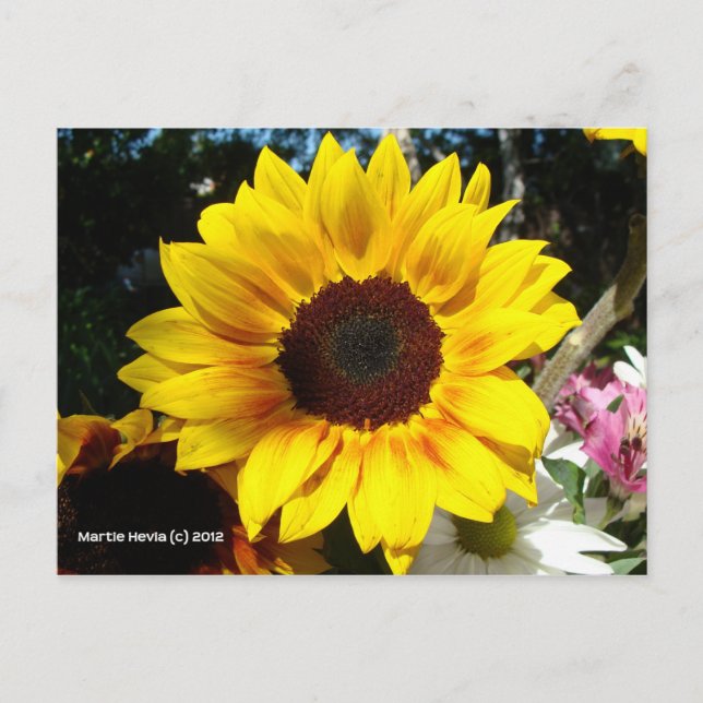 Sunflower & Friends Bouquet - Postcard (Front)