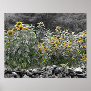 Sunflower Garden Partial Colour Flower Poster
