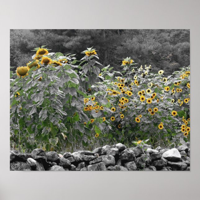 Sunflower Garden Partial Colour Flower Poster (Front)