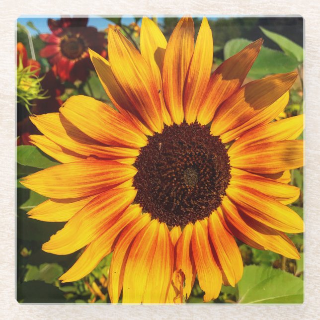 Sunflower Glass Coaster (Front)