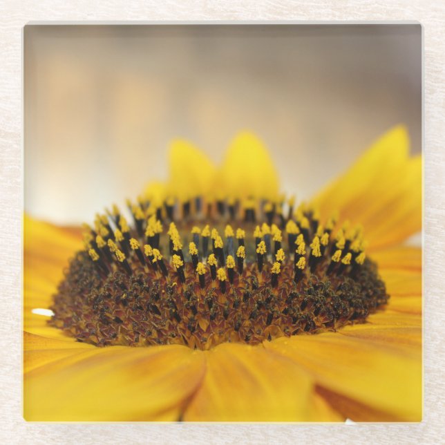 Sunflower Glass Coaster (Front)