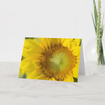 Sunflower Gold Shadow