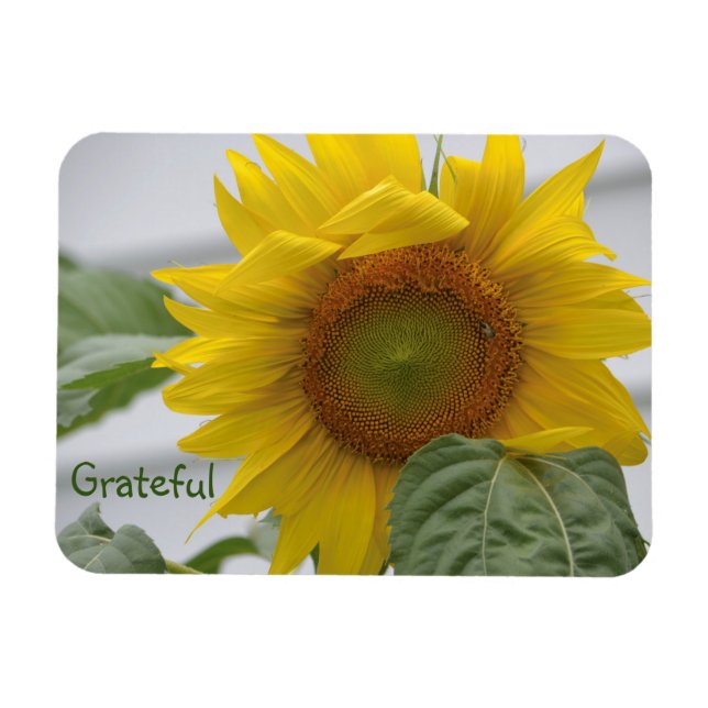Sunflower Gratitude Magnet (Horizontal)