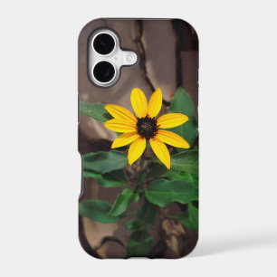 Sunflower growing from Cracked Mud