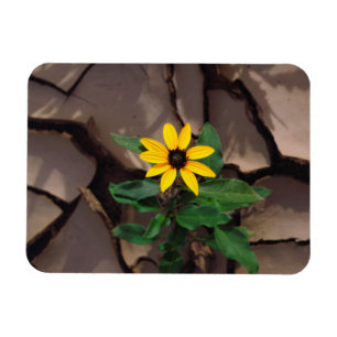 Sunflower growing from Cracked Mud Magnet