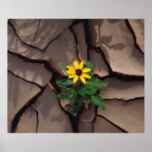 Sunflower growing from Cracked Mud Poster