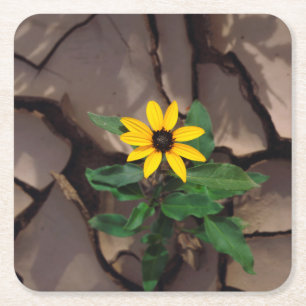 Sunflower growing from Cracked Mud Square Paper Coaster
