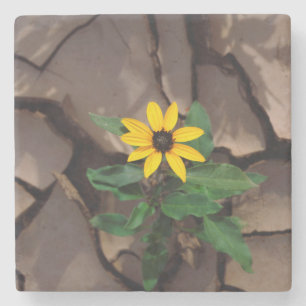 Sunflower growing from Cracked Mud Stone Coaster