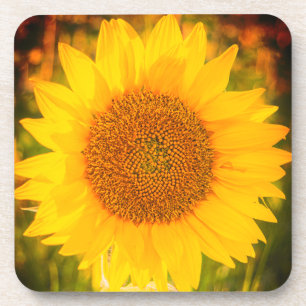 "Sunflower" Hard plastic coaster