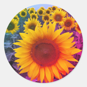Sunflower Harvest Colourful Rainbow Sticker