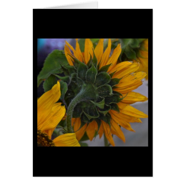 Sunflower Haze (Front)
