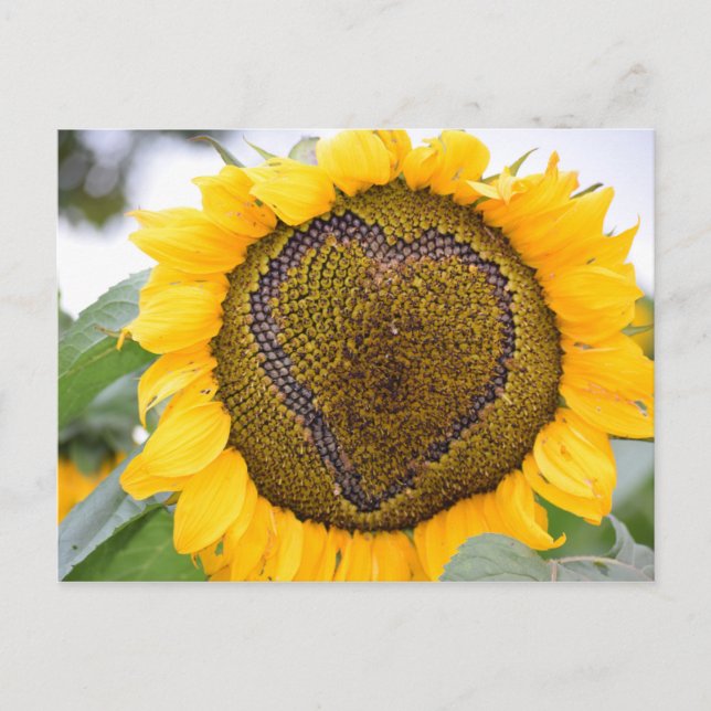 Sunflower Heart - post card (Front)