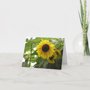 Sunflower (Helianthus) card