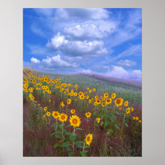 Sunflower hill,poster poster