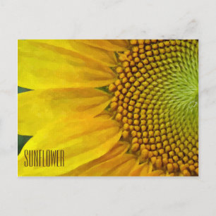 Sunflower Horizontal Postcard