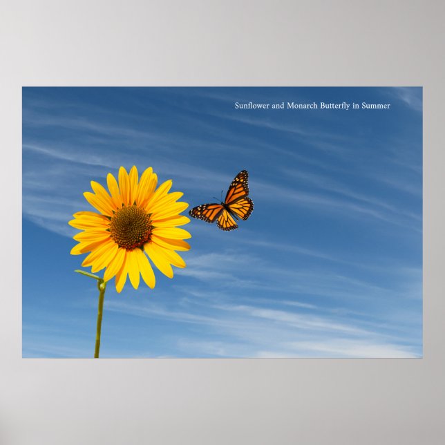 Sunflower image for Poster (Front)