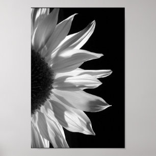 Sunflower in Black & White Poster