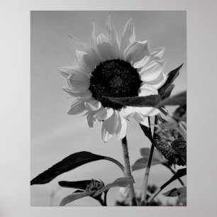 Sunflower in Black & White Poster