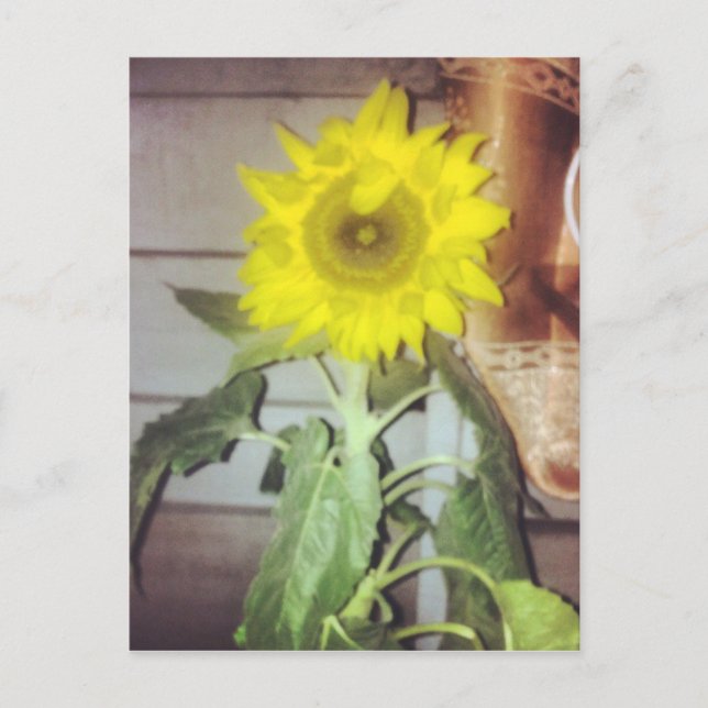 #sunflower in bloom postcard (Front)