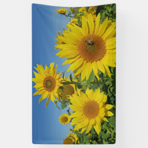 sunflower in blue sky colourful summer blossom banner