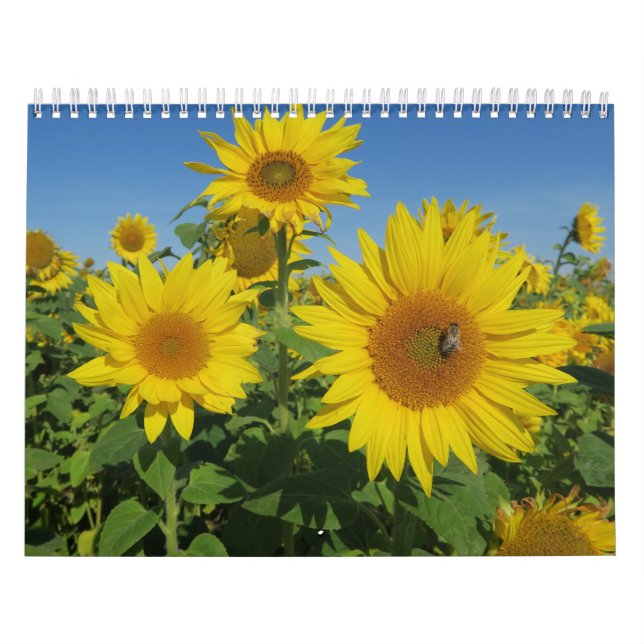 sunflower in blue sky colourful summer blossom calendar (Cover)