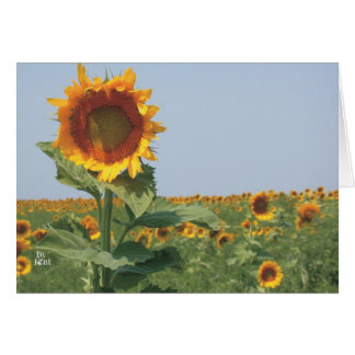 sunflower in field of sunflowers