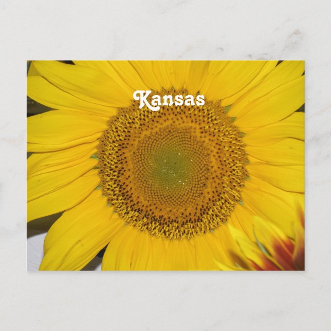 Sunflower in Kansas Postcard (Front)