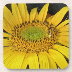 sunflower in nature photo from Bulgaria Coaster