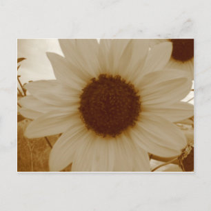 sunflower in sepia colour postcard