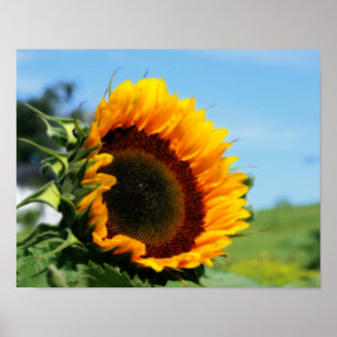Sunflower In Sunshine Flower Poster