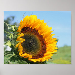 Sunflower In Sunshine  Poster