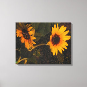 Sunflower in the Evening Sun Picture Canvas Print