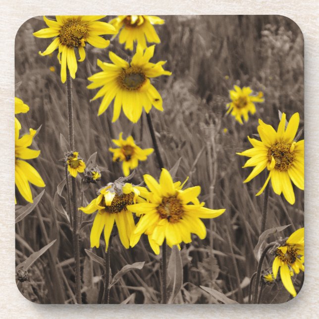 Sunflower in the Rocky Mountain Coaster (Front)