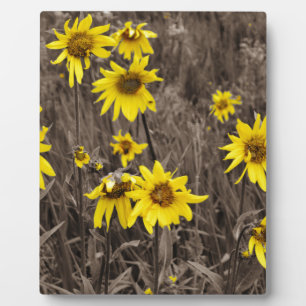 Sunflower in the Rocky Mountain Plaque