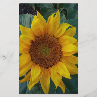 Sunflower in the Spring